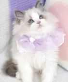 ラグドール【茨城県・女の子・2025年7月26日・ブルーポイントバイカラー】の写真7