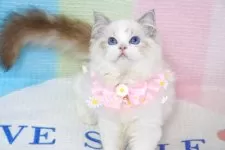 ラグドール【茨城県・女の子・2025年6月14日・薄いシールリンクスポイントバイカラー】の写真10