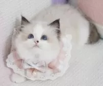 ラグドール【茨城県・女の子・2025年3月25日・シールポイントバイカラー】の写真9