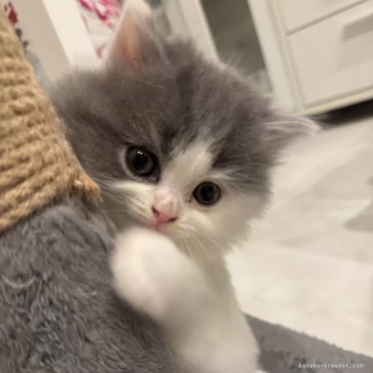 まみ 様のお迎えした子猫
