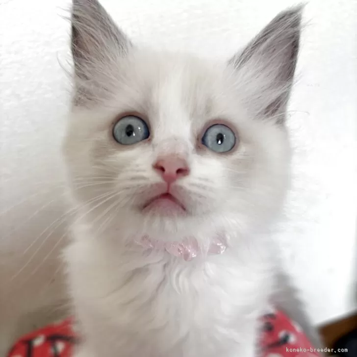 ID：2507-02730の子猫