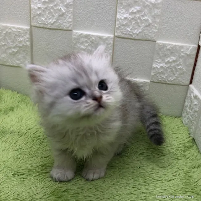 ID:2011-02077の子猫