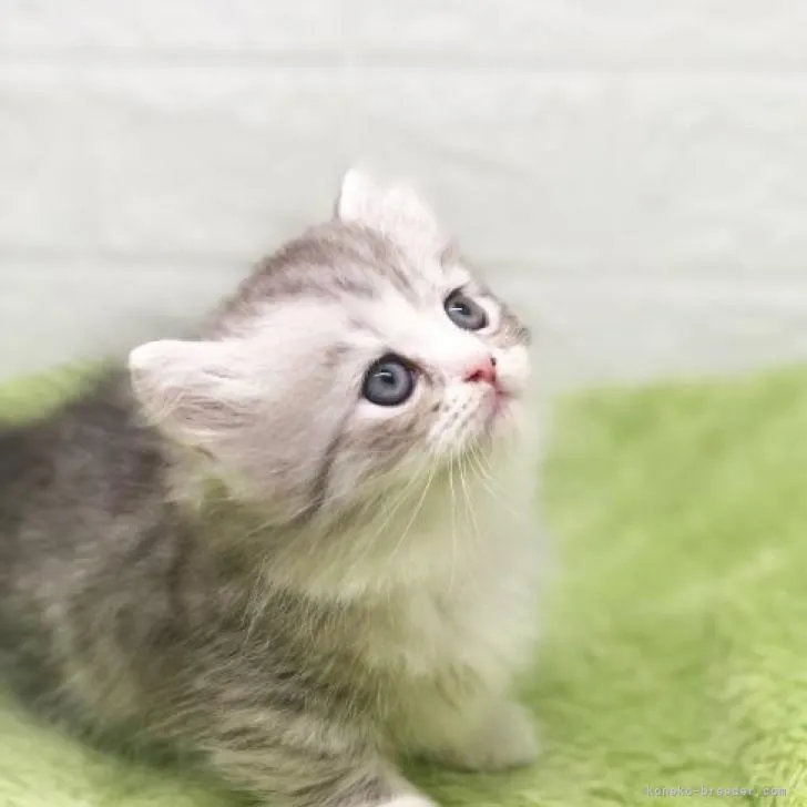 ID:2211-01721の子猫