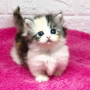 マンチカン(短足)【秋田県・女の子・2023年5月29日・キャリコ（ロング）】の写真「クリクリおメメの激カワ❣️キャリコちゃん」