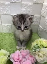 マンチカン(長足)【秋田県・男の子・2020年3月26日・シルバータビー & ホワイト】の写真1