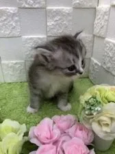 マンチカン(長足)【秋田県・男の子・2020年3月26日・シルバータビー & ホワイト】の写真2