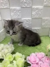 マンチカン(長足)【秋田県・男の子・2020年3月26日・シルバータビー & ホワイト】の写真5