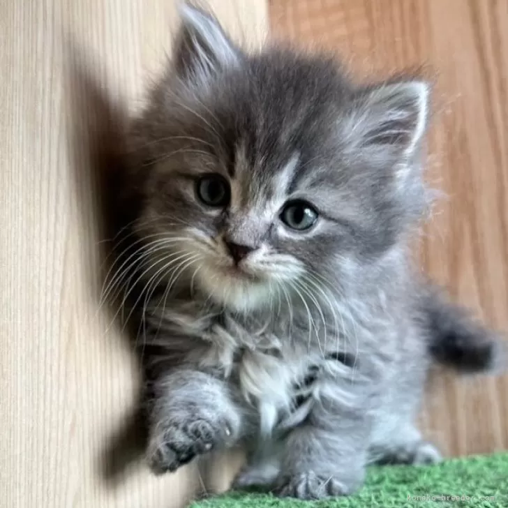 ID:2405-02087の子猫