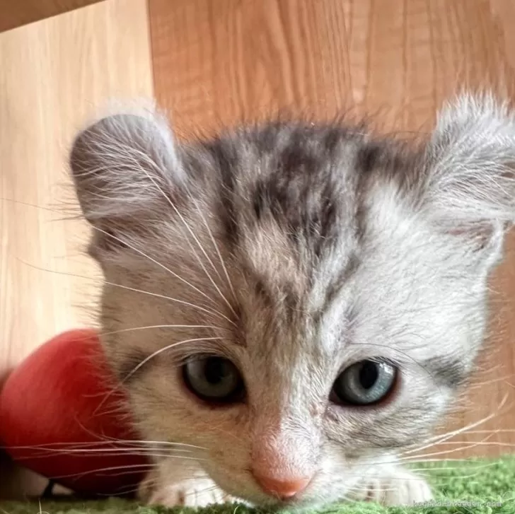 ID：2407-01403の子猫