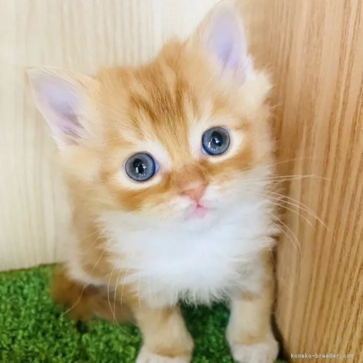 ID：2311-02332の子猫