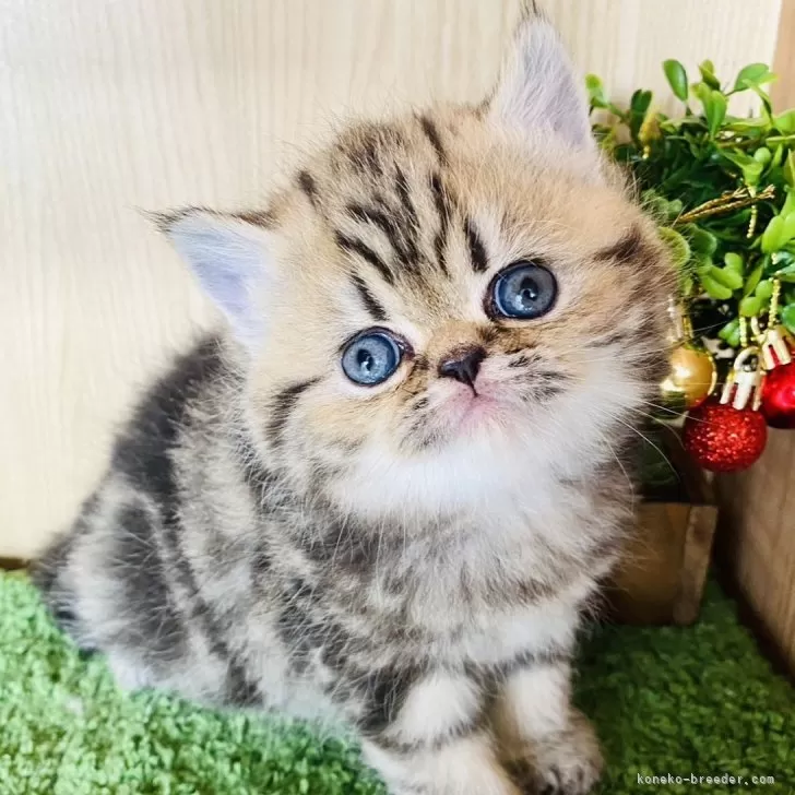 ID：2403-02145の子猫