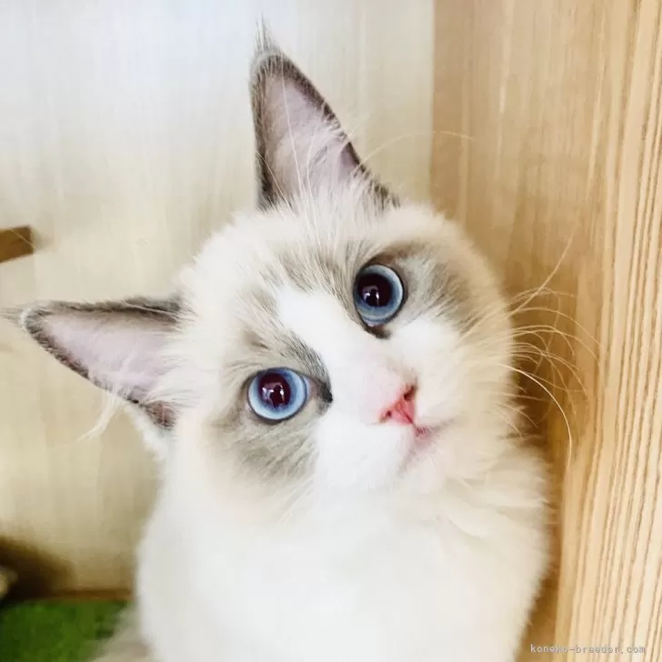 ID:2401-02213の子猫