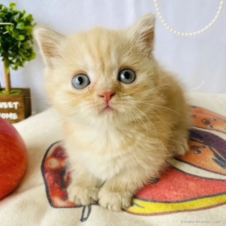 ID:2311-02330の子猫