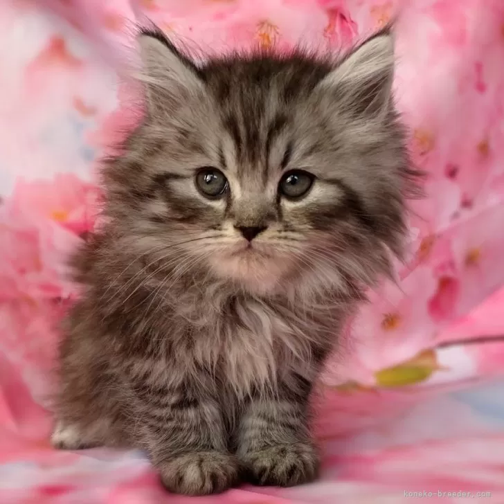 ID：2405-02086の子猫