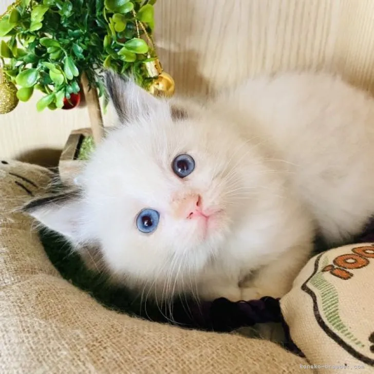 ID：2311-02334の子猫