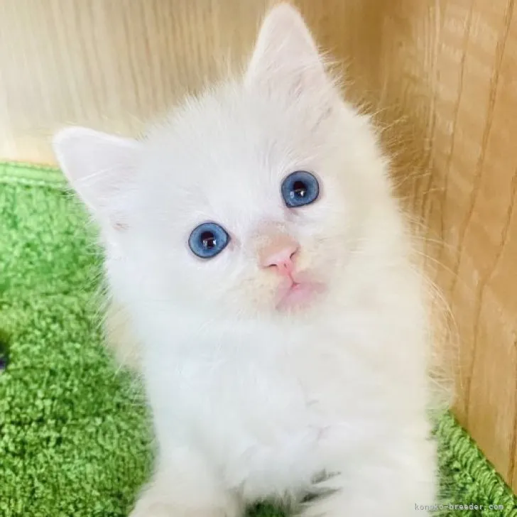 ID:2311-02338の子猫