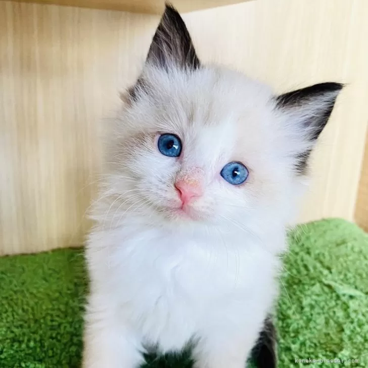 ID：2403-00820の子猫