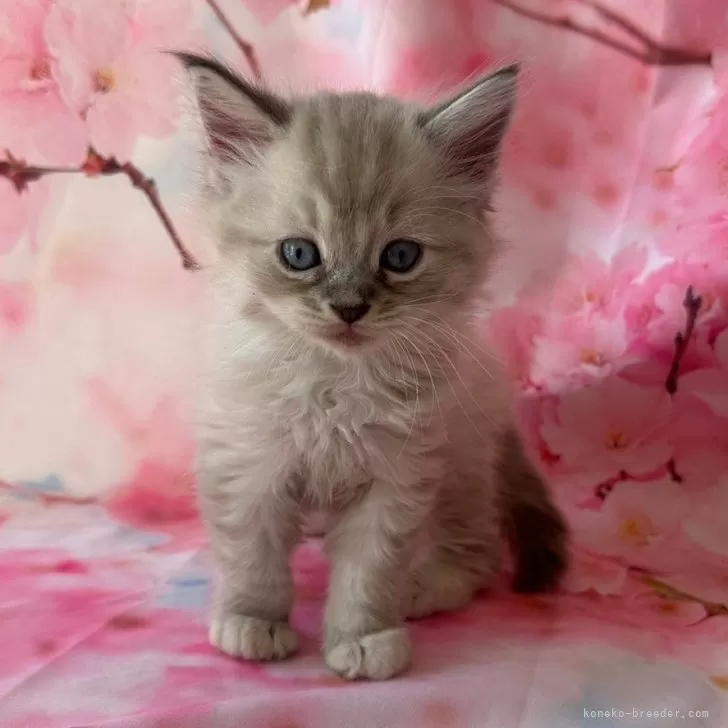 ID:2408-01781の子猫