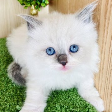 ラグドール【群馬県・女の子・2024年1月18日・ブルーポイントミテッド】の写真「可愛いです🩷」
