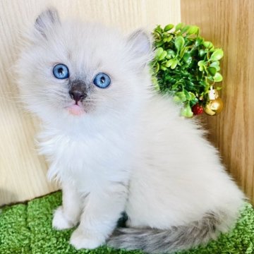 アメリカンカールとラグドールのmix猫【群馬県・女の子・2023年11月9日・ブルーポイント】の写真「可愛いです❤️」