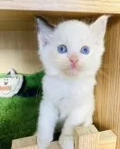 ラグドール【群馬県・女の子・2023年10月5日・トーティーポイントバイカラー】の写真3