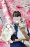 ラグドール【群馬県・女の子・2024年4月13日・ブルーポイントバイカラー】の写真5
