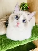 ラグドール【群馬県・女の子・2023年9月21日・ブルーポイントバイカラー】の写真5