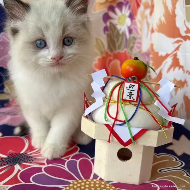 ID:2501-01149の子猫