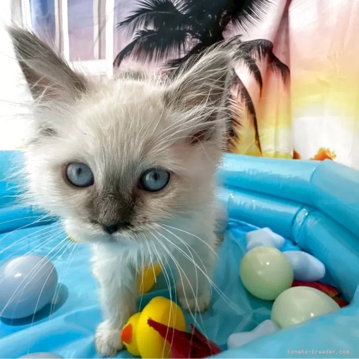 ID：2509-01297の子猫