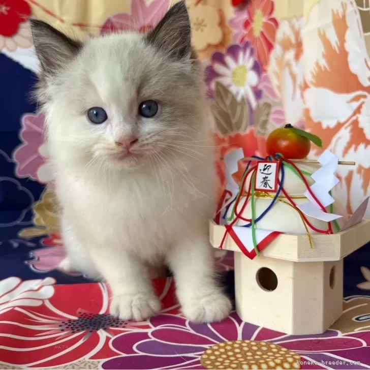 ID:2501-01148の子猫