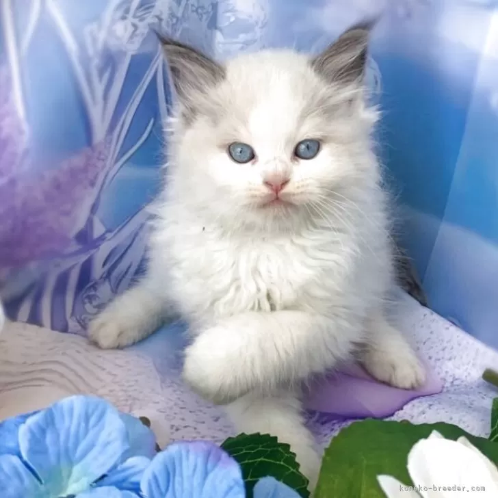 ぽーやん 様のお迎えした子猫