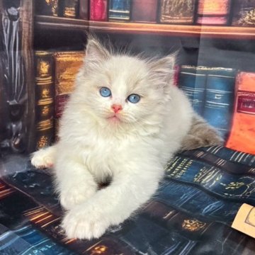 ラグドール【群馬県・女の子・2025年9月3日・ブルーポイントバイカラー】の写真「可愛いです🩷」