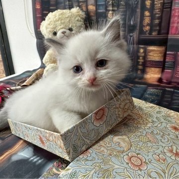 ラグドール【群馬県・女の子・2025年9月26日・ブルーポイントバイカラー】の写真「可愛いです❣️」