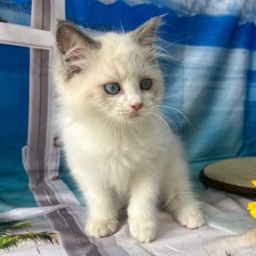 ラグドール【群馬県・女の子・2025年4月22日・ブルーポイントバイカラー】の写真「可愛いです❣️」