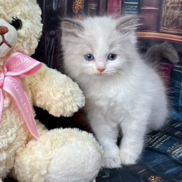 ラグドール【群馬県・女の子・2025年9月3日・ブルーポイントバイカラー】の写真「可愛いです🩷」