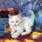 ラグドール【群馬県・女の子・2025年9月3日・ブルーポイントバイカラー】の写真2