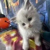 ラグドール【群馬県・女の子・2025年9月3日・ブルーポイントバイカラー】の写真3