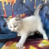 ラグドール【群馬県・女の子・2025年9月3日・ブルーポイントバイカラー】の写真4