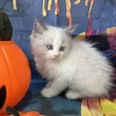 ラグドール【群馬県・女の子・2025年9月3日・ブルーポイントバイカラー】の写真5