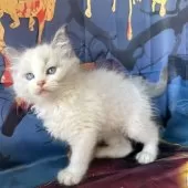 ラグドール【群馬県・女の子・2025年9月3日・ブルーポイントバイカラー】の写真6