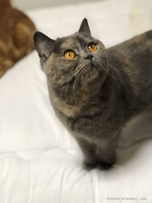 ハウッド有美ブリーダー