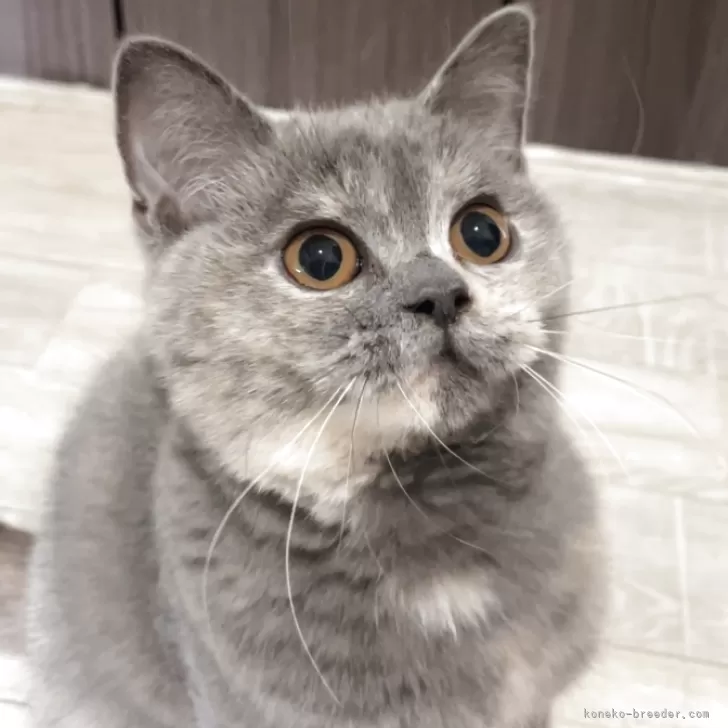 ID：2505-03297の子猫