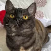 スコティッシュフォールド(立ち耳)