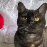 スコティッシュフォールド(立ち耳)【大阪府・女の子・2025年4月2日・キャリコ】の写真2