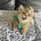 スコティッシュストレート【大阪府・男の子・2025年8月8日・ブラウン】の写真5