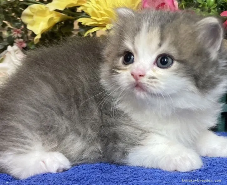 ID:2205-00179の子猫