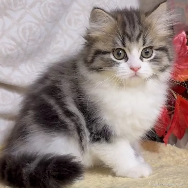 ID:2411-01477の子猫