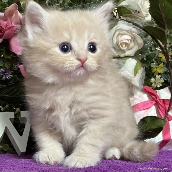 ID：2210-02217の子猫