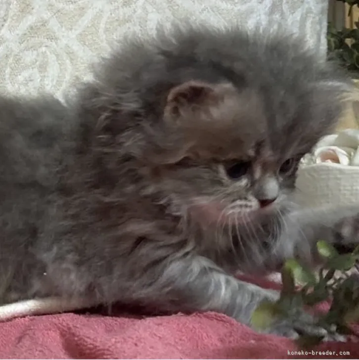 ID：2306-01286の子猫