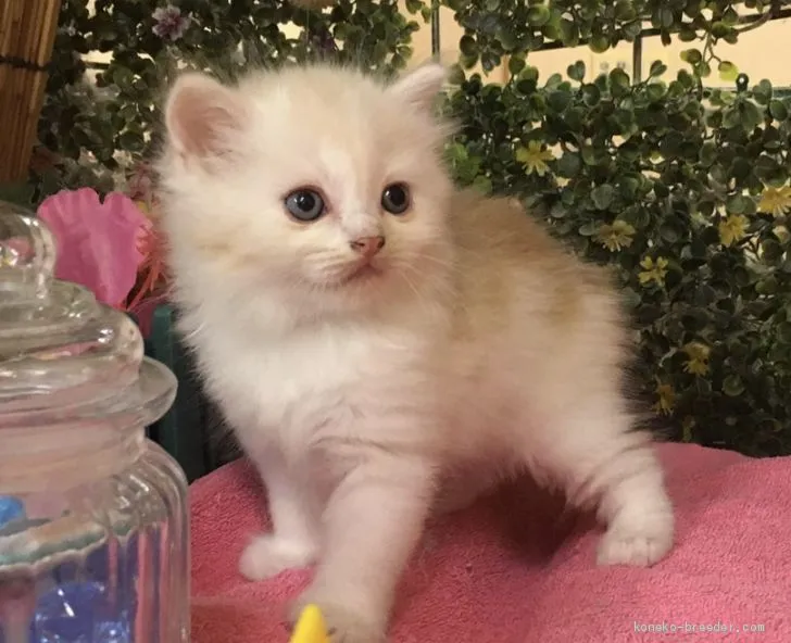 ID:2008-00249の子猫
